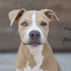 Thumbnail photo of Pippa #4