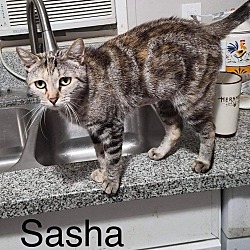 Photo of SASHA