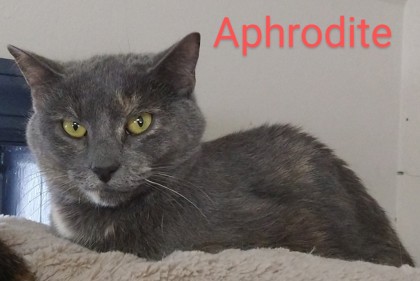 Photo of Aphrodite/ Youq'in