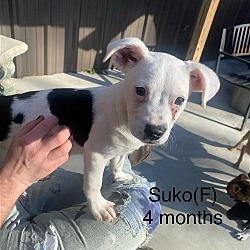 Thumbnail photo of Suko #4
