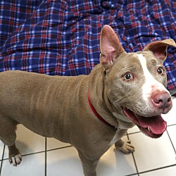 Thumbnail photo of Chip- Foster or Adopt #1
