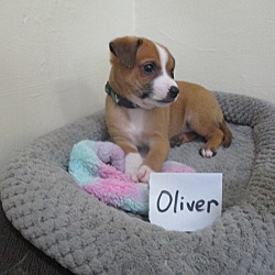 Thumbnail photo of Oliver #1