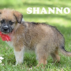 Thumbnail photo of Shannon #2