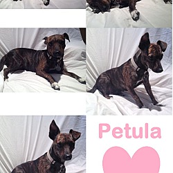Photo of PETULA