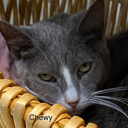 Photo of Chewy - Center