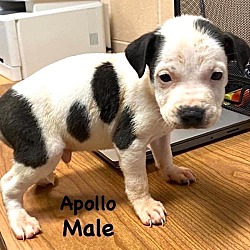 Photo of Apollo G.