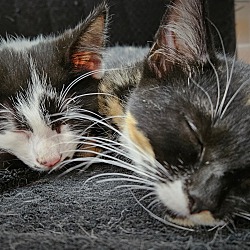 Thumbnail photo of 5 Kittens #4