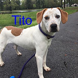Photo of Tito (Classic inn#3)