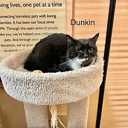 Thumbnail photo of Dunkin #2