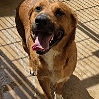 adopt a pet