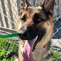 adopt a pet