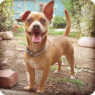 Lomita Ca Chihuahua Meet Cinder A Pet For Adoption