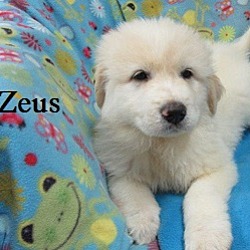 Thumbnail photo of Zeus #2
