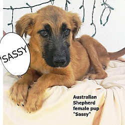 Thumbnail photo of Sassy (in adoption process) #1