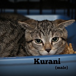 Thumbnail photo of Kurani #1