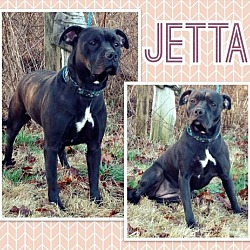 Thumbnail photo of Jetta #2