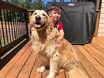 Adopt A Pet Petsmart Charities