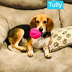 Thumbnail photo of TULLY #2