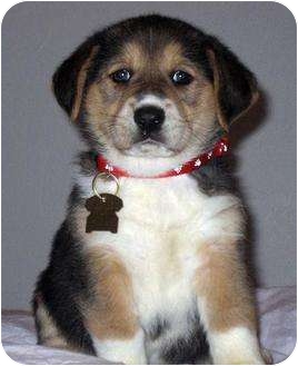 Novi Mi Basset Hound Meet Scarlett A Pet For Adoption