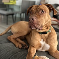 adopt a pet