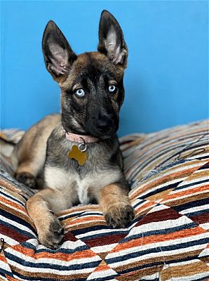 Bothell, WA - Belgian Malinois/Husky. Meet Blue a Pet for Adoption ...