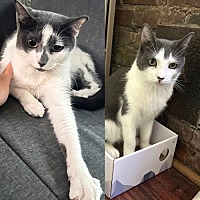adopt a pet