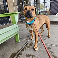 adopt a pet