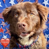 adopt-pet