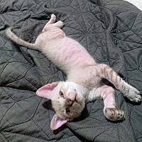 adopt a pet