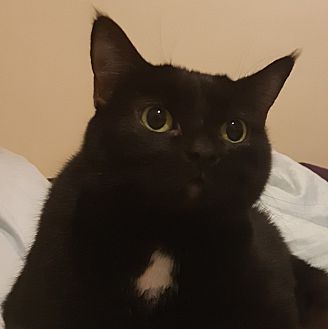 Adopt A Pet Petsmart Charities