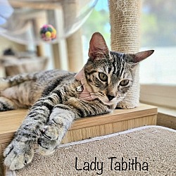 Photo of LADY TABBITHA