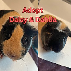 Photo of Daisy & Dahlia BONDED PAIR!