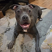 adopt a pet