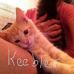 Thumbnail photo of Keebler #3