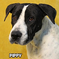 Thumbnail photo of Pippy #2