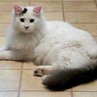 Bay Area Cat Rescue In Mountain View California