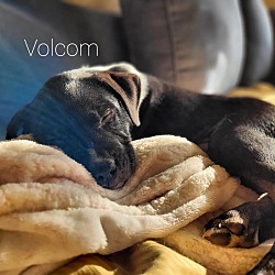 Thumbnail photo of Volcom #3
