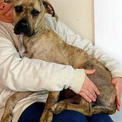 Thumbnail photo of Franklin~adopted! #1