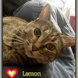 Thumbnail photo of Lemon #1