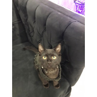 adopt-pet