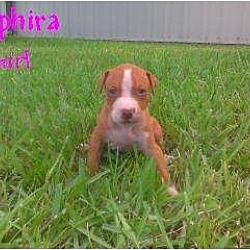Photo of Saphira