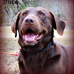 Thumbnail photo of Buck~adopted! #1