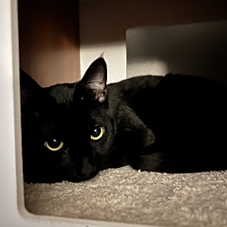 Photo of Toothless