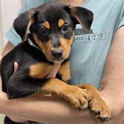 Miniature pinscher sales shepherd mix