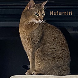 Photo of Nefertiti (Mau)