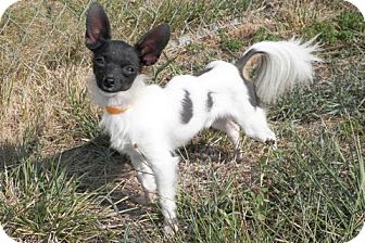 chinese crested husky mix