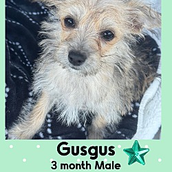 Thumbnail photo of GUSGUS - 3 MONTH MALE TERRIER #1