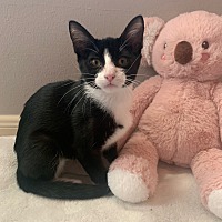 adopt a pet