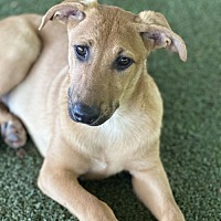 adopt a pet