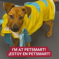 adopt a pet